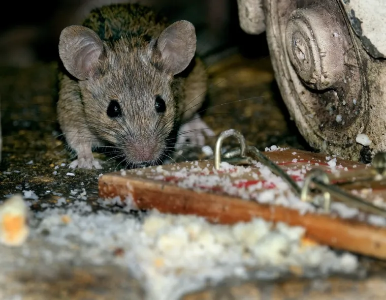 Traitement anti souris, Laurac-en-Vivarais, Zorro Nuisibles
