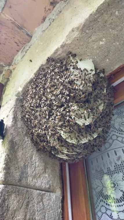 Essaims d'abeille blottie derrière les volets 