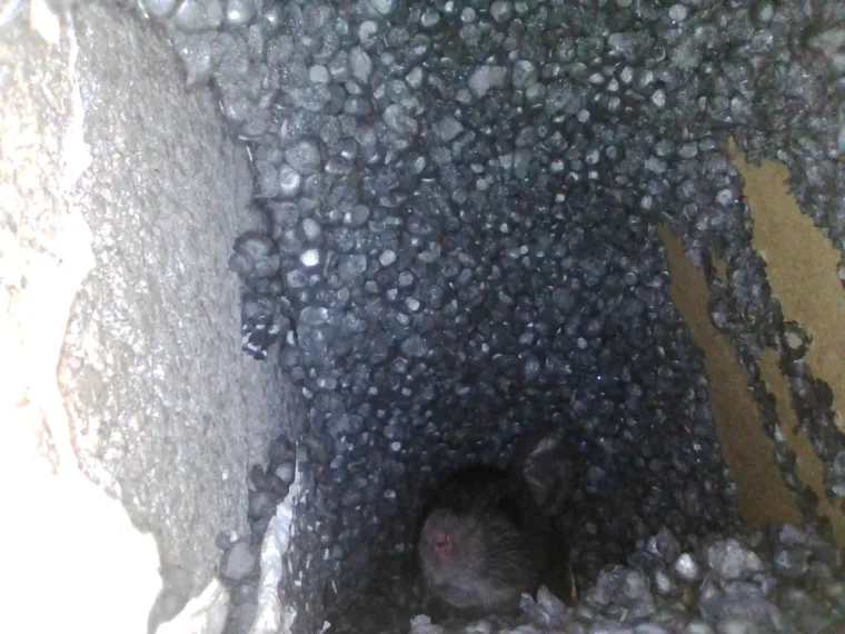 Dératisation de cloisons dans une maison à Bannes, Laurac-en-Vivarais, Zorro Nuisibles