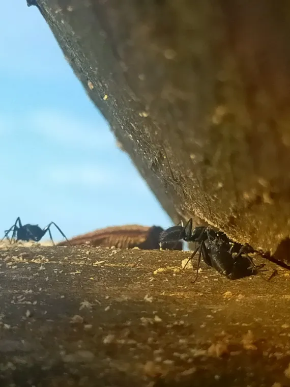Fourmis Ardèche Rosière 07 